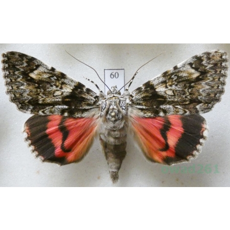 Catocala promissa (Denis & Schiffermüller, 1775) Wstęgówka narzeczona Slovakia 57mm60